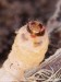 kozlíček chrastavcový (Brouci), Agapanthia intermedia, Cerambycidae, Agapanthiini (Coleoptera)
